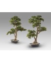 CHOKKAN - BONSAI 83CM- SET 2